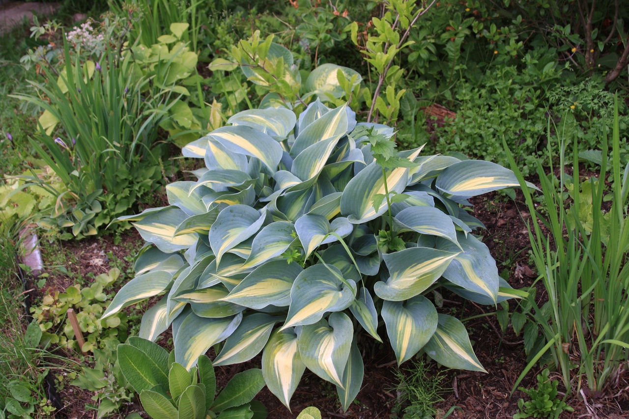 Хоста сегодня. Хоста Гранд Маркью. Хоста Hosta ‘Grand Marquee’. Хоста Гранд Маркью Hosta 