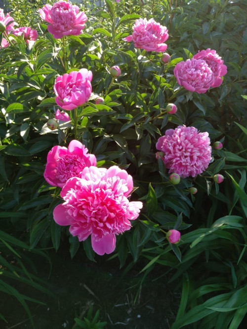 IMG-20190615-WA0002a968288cb2bf2853.jpg