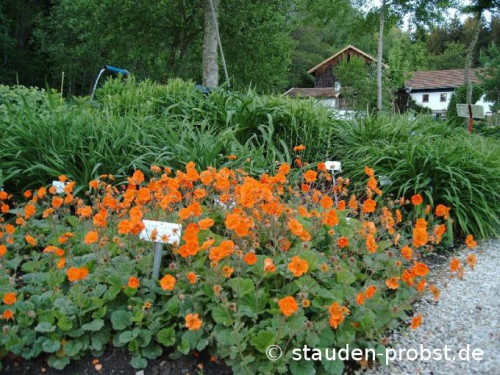 geum coccineum werner arends 680 stauden probst