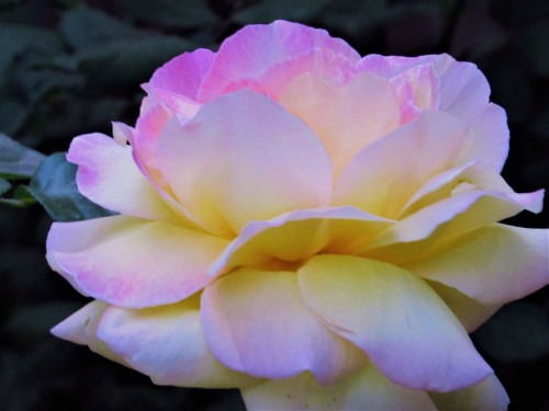 желто розовая роза