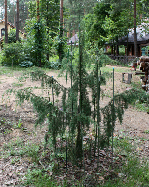Juniperus communis Horstmann 19 05