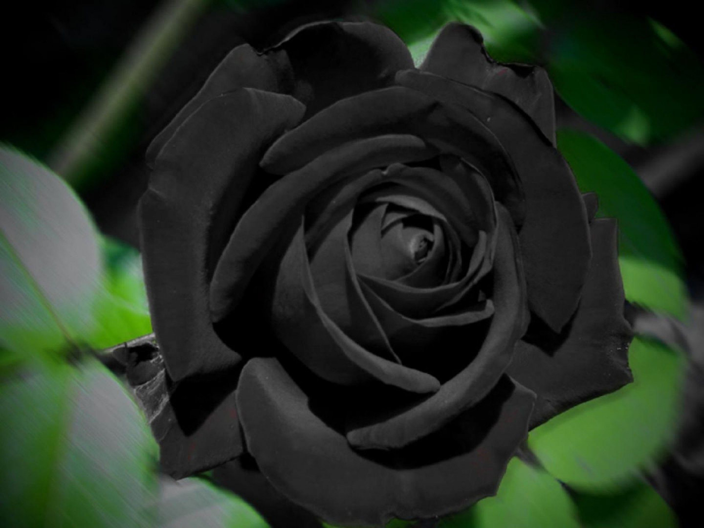 Чорни Роза