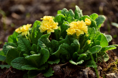 Primula-vulgaris-Sunshine-Susie46f1b3d34ded0c12.jpg
