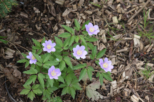 Anemone_nem_Robinsoniana_17_049f205d849729b819.jpg