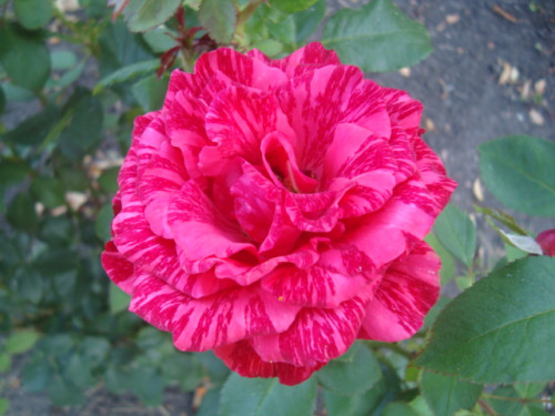 роза 002