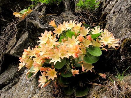 lewisia-tweedyi5dfce4bcce80fe36.jpg