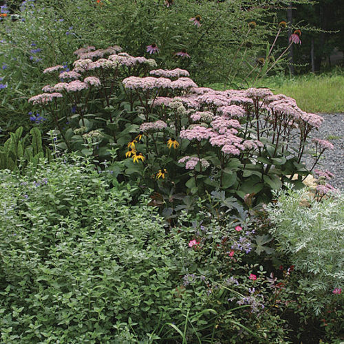 sedum_telephium_matrona_jwb_1_lg-main-500x500fee040999516c423.jpg