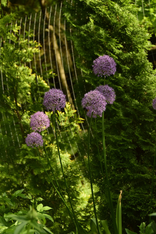 Allium-hollandicum-Purple-Sensation_2019-20dff53fd87427aff.jpg