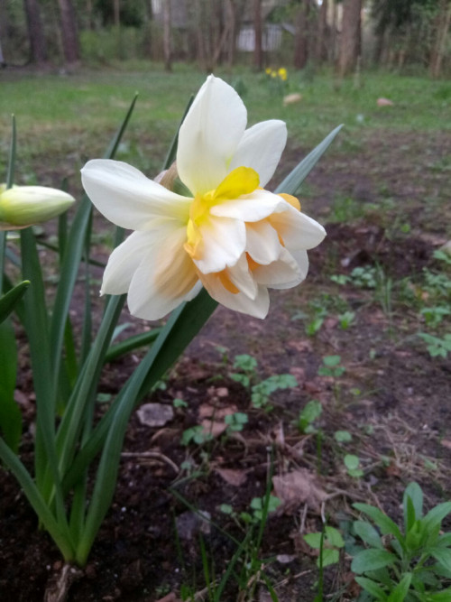 Narcissus Replete1