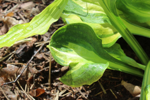 TETRAPLOIDIMG_0887d716c55489d5275c.jpg