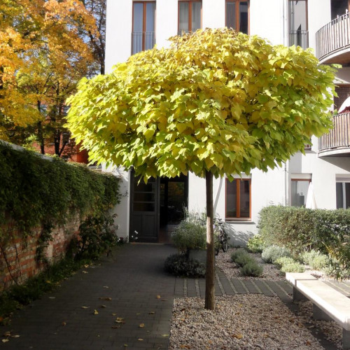 Catalpa bignonioides Nana Gew%C3%B6hnlicher Trompetenbaum