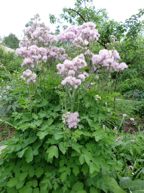 VASILISTNIK-VODOSBOROLISTNYI-Nimbus-Pink-3cda99819c8dfc75c.jpg