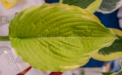 Hosta Jujen AHS 2019 2