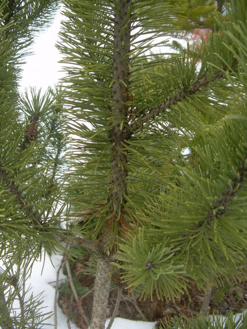 0_b18b0_e2c24b6d_XXL7c90e58305590b97.jpg