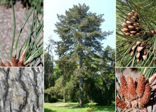 pinus-nigra-subsp-laricio27382d0e9b7cafb1a21b0.jpg