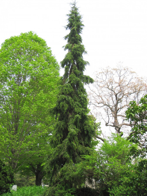 Picea_omorika_27pendula27_-_in_Mount_Auburn_Cemetery2f5205d44be7f5d6.jpg