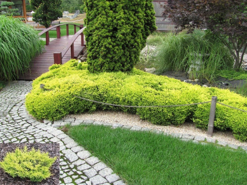 _vyr_336Juniperus-horizontalis-Lime-Glow3c62ca64bf9cb084.jpg