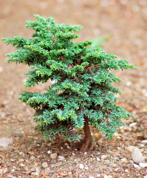 Tsuga canadensis Popeleski