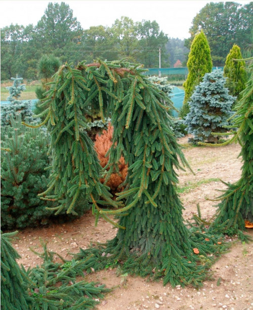 Picea abies Bohemica Pendula