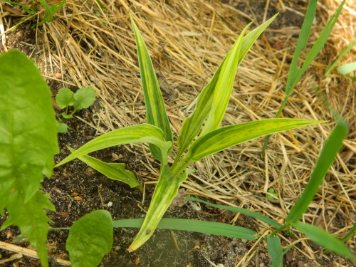 Hyuga Urajiro