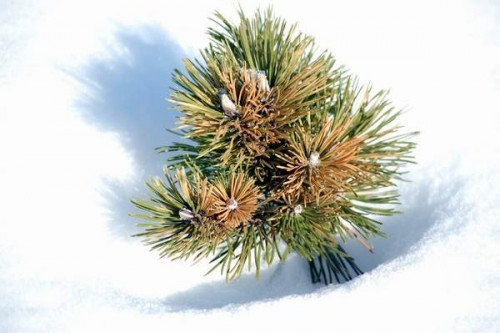 pinus_mugo233c59fde311e03c1.jpg