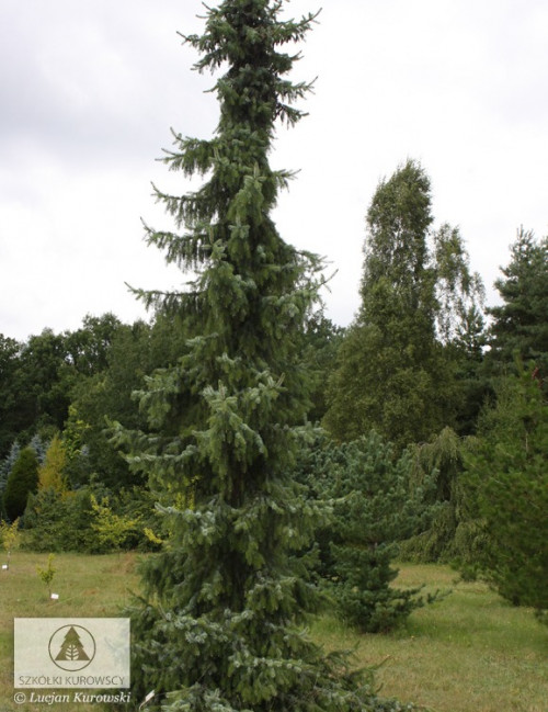 Picea omorika Pendula big