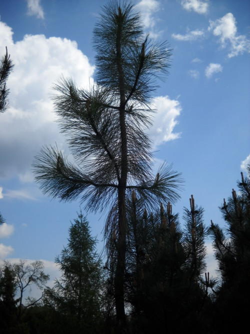 Pinus ponderosa 'Penaz' DSCN4704