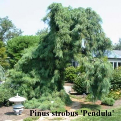 Pinus strobus Pendula