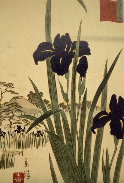 Iris at Kinoshitagawa from “36 flowers” in Edo period