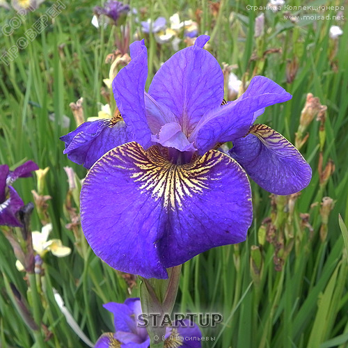 sibirskiy_iris_StartUP484e298ac0220c820.jpg