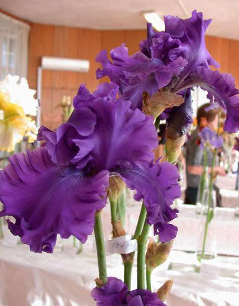 Purple-Ritz7b82de941ca4c528.jpg