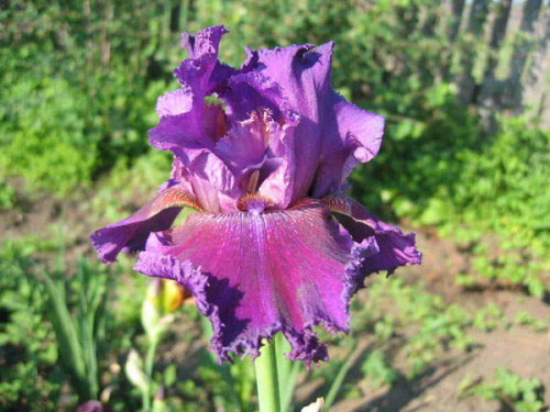 mirgladiolus.ru irosob