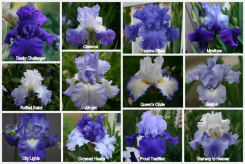 Iris Blooms 20102