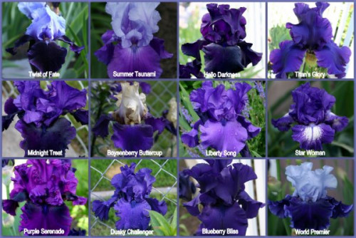 Iris Blooms 20103