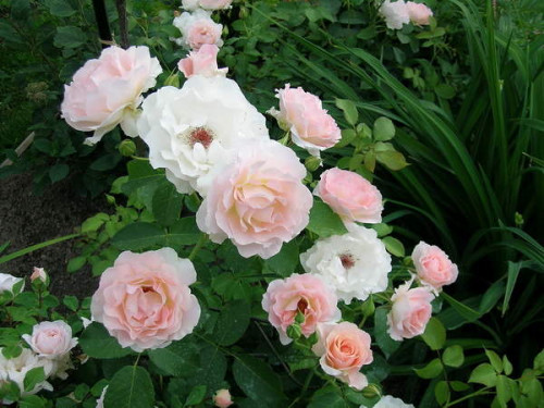 Rokoko2010