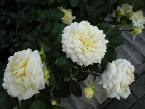 P1400720