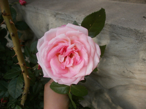 P5290183