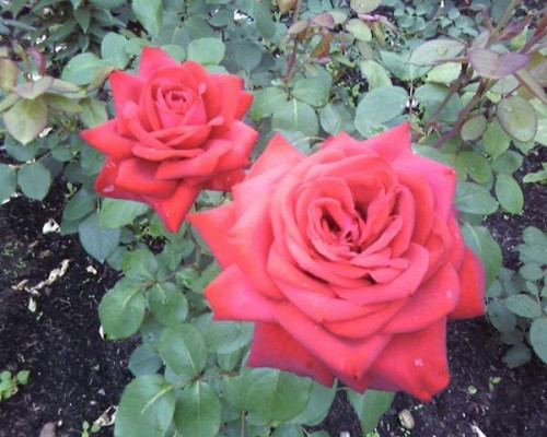 Photo 0109 (600x480)