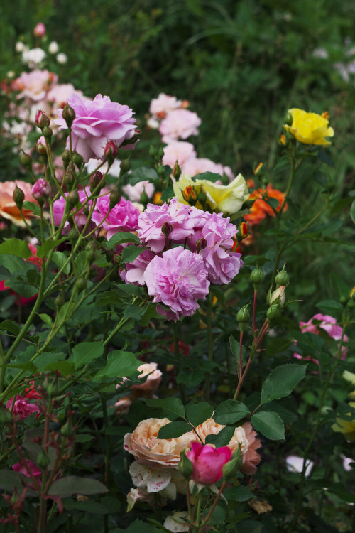 _MG_6383S816a0eb3c069fc74.jpg
