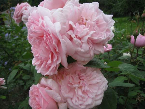 Eglantyne-2bcd85e3c5e1883d8.jpg